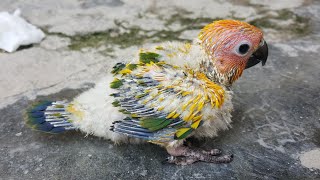 Sun Conure Babies Male and Female Difference