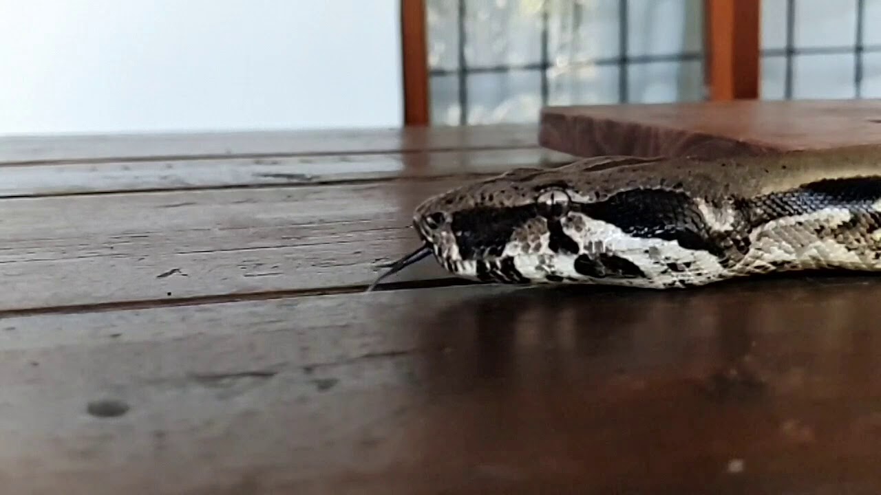 Boa Constrictor tongue movement in super slow motion - YouTube
