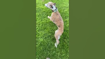 Whippet Zoomies at Seeing Her Friend || ViralHog