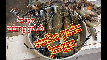 STRIKE JENGGO (udang galah)SUNGAI PERAK, KAMPUNG ESSO TELUK INTAN.