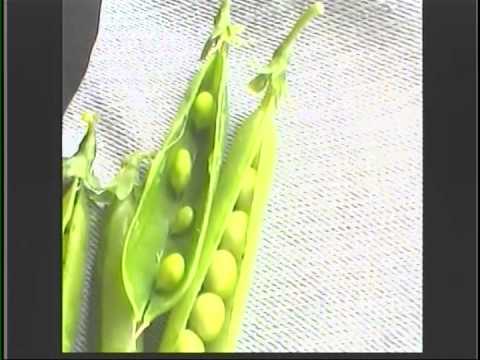 Alien Heads in the pea pods from the garden
