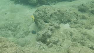 Snorkeling Tunnels Bluestripe Butterflyfish
