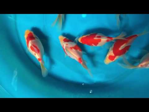 Video Tamasaba Dainichi Koi Farm. - youtube
