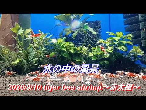 2026/9/10 水の中の風景 #タイガービーシュリンプ #赤太極 #アクアリウム #aquarium #癒し #healing