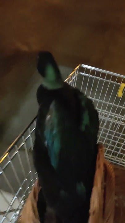 Kaczka daje w wózku😆🦆🤣 kaczka kaczor śmiesznezwierzęta zwierzaki