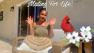 This is Why You’re Seeing Cardinals: KINGDOM MARRIAGE