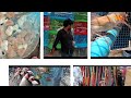 Exploration Galiff Street || Varieations Of Pets || Aquatics |/Birds || Plants | Dogs | Exploration