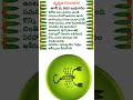 25 జూన్ 2025 తెలుగు పంచాంగం & రాశి ఫలాలు #todaypanchangam #trending #wednesdaywisdom #scorpio