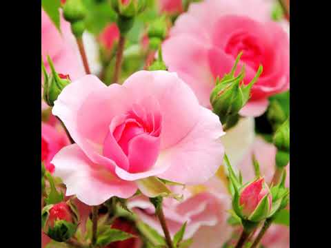 من كثر حلاوة الايام