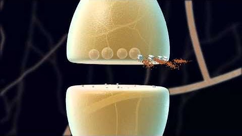 Chemical Synapses Animation v1