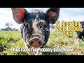 Facts about Pigs - 12 Amazing Facts about Pigs That You May not Know