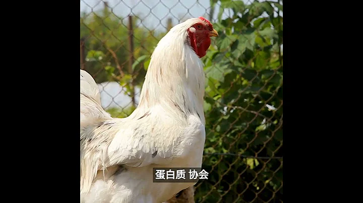 2023.05.23: 【卫生紧急状态】巴西农业部因禽流感病例宣布全国警戒！ - 天天要闻
