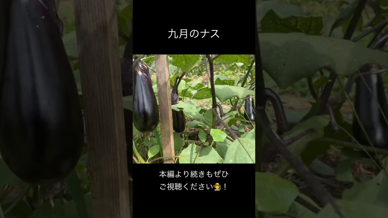 茄月 ページ Eggplant Update for September] - YouTube