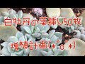 多肉植物 白牡丹の葉挿し50枚増植計画!芽は何個出たでしょう?