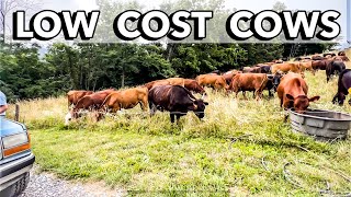 HOW TO RAISE BEEF WITHOUT GOING BROKE | Polyface Farm Tour 2022 Joel Salatin