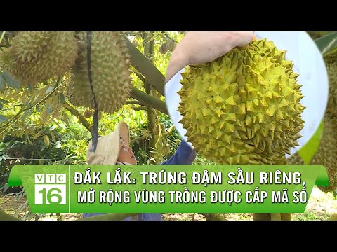 Video Đắk Lắk: Trúng đậm sầu riêng, mở rộng cấp mã số vùng... - youtube