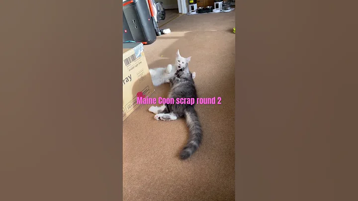 Video 7102231: maine coon kitten fighting, maine coon kitten playing