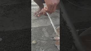 Awashati Hati Saat Melepas Taji Ikan Pari Bahaya