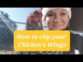 How to Clip your Chicken&#39;s Wings to keep them from Flying the Coop!