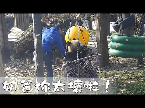 《熊貓早晚安》奶爸你太壞啦！ | iPanda熊貓頻道