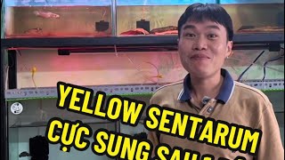 Mới về được 3 em Vảy Rồng vàng từ Indo - Dạn dĩ đến mức khó tin | Cá cảnh An An #cacanhanan #channa