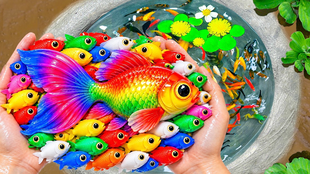 Catch Freshwater Aquarium Fish in Small Pond Baby Turtles, Neon Tetra ...