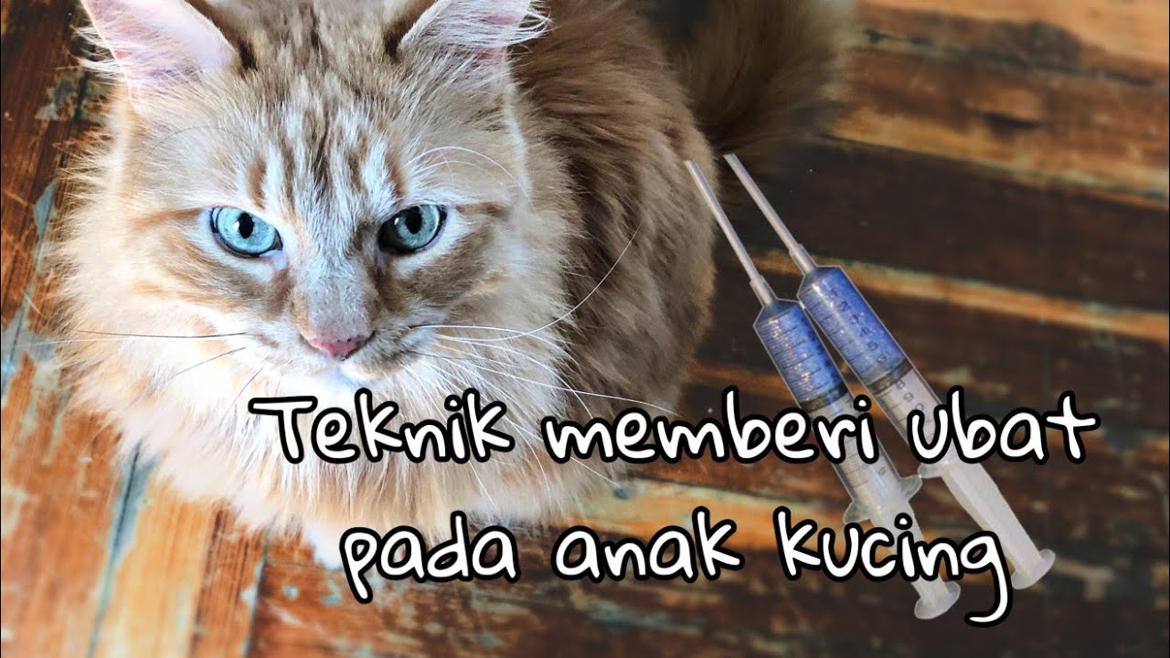 Teknik memberikan ubat cecair kepada anak kucing - YouTube