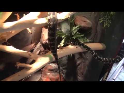 Snake Cage for Carpet Pythons - YouTube