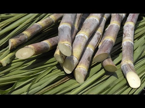 Vídeo: A cana-de-açúcar é boa para você - conheça os benefícios da cana-de-açúcar