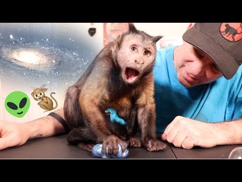 capuchin-monkey-fascinated-by-galaxy-slime!