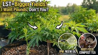 Bend Your Stems Like This & Watch Your Yield Explode
