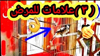 علامات المرض على البلبل او اي طائر آخر وطريقة العلاج👌💪