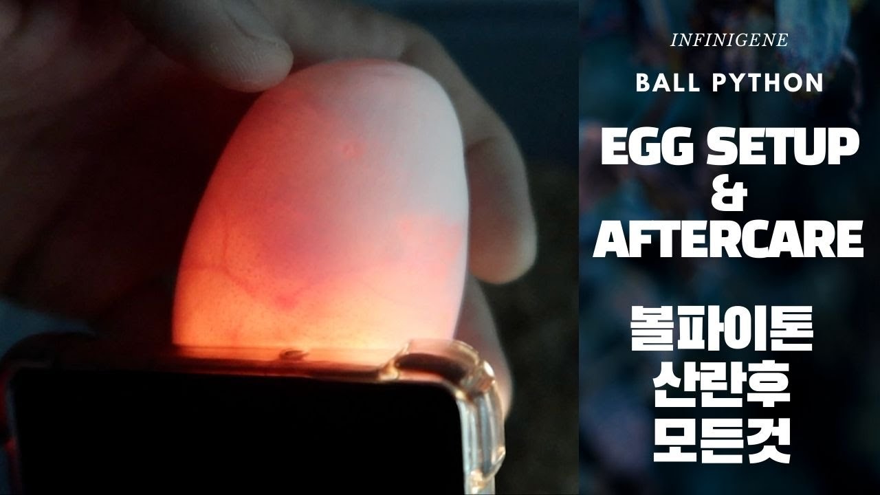 Ball Python Egg Setup & Aftercare | 볼파이톤 산란후 에그 세팅 + 에프터케어 | TIPS ...