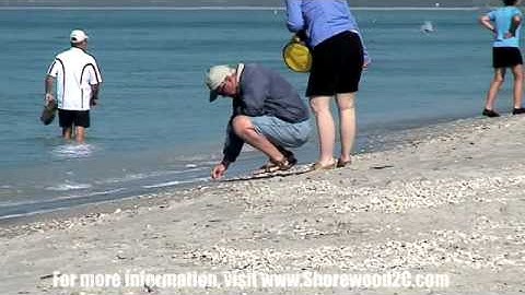 Sanibel Island, Florida - The Sea Shell Capital!
