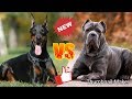 Кане корсо против Доберман. Cane Corso against Doberman. Собаки.