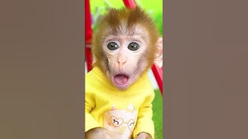 #trynottolaugh #comedy #meme #baby  #monkey #monkeybaby #animalshome