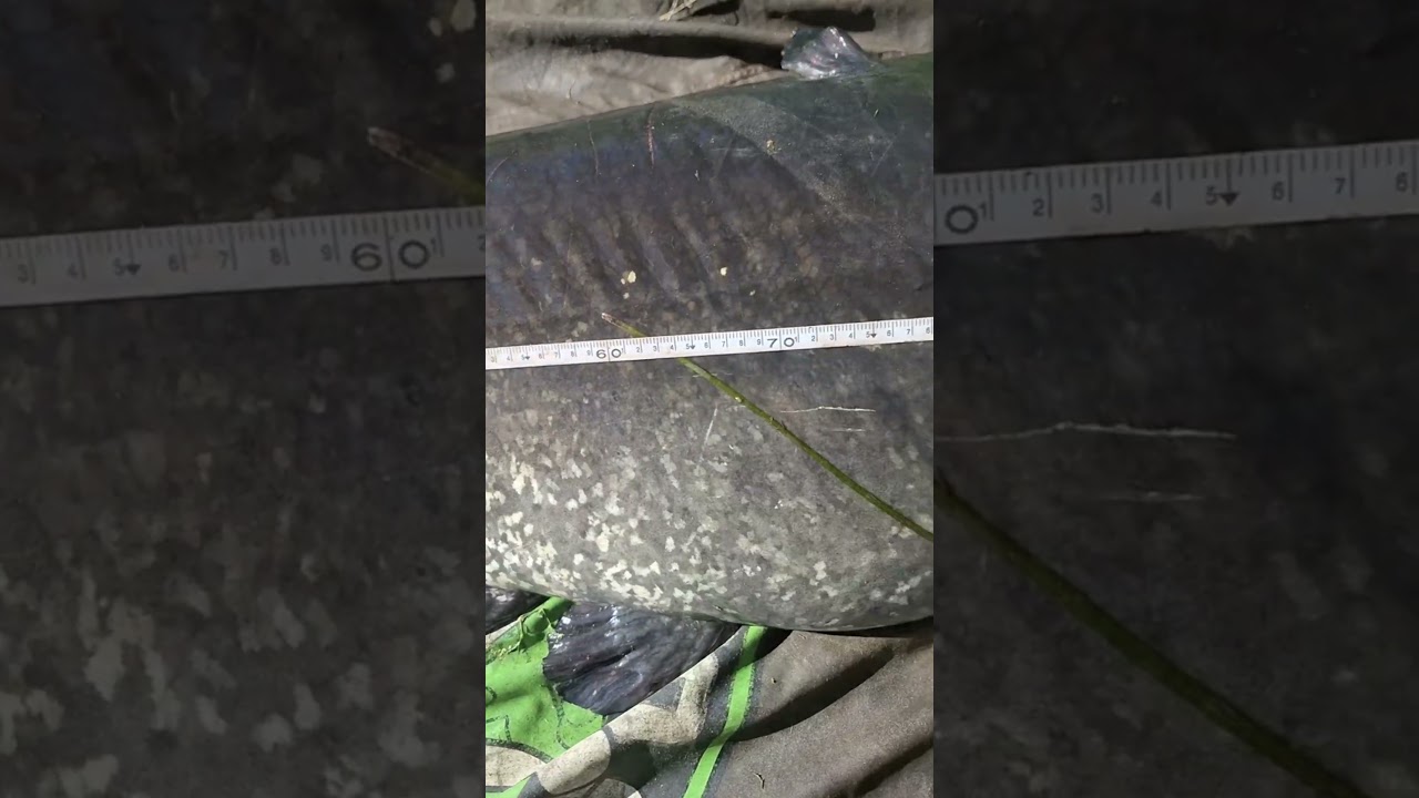 HUGE Catfish Attack! Insane Catch Footage 😱🔥 