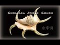 Chiragra spider conch  