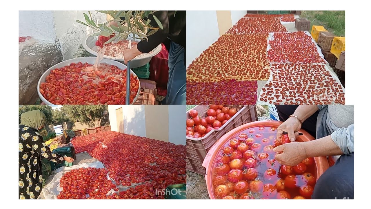 عوالي.... عوالي والشده في ربي العالي/tomates 🍅 séchée
