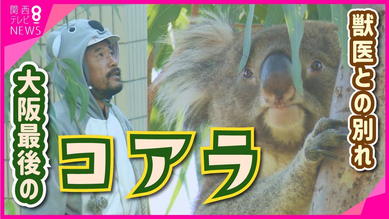 はやた 阪神/動物シリーズカードー29「コアラ」ーらくやんカード(使用済