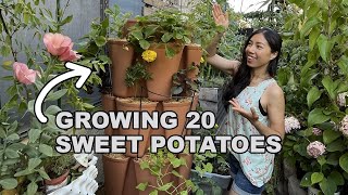 Maximize Your Harvest: Vertical Sweet Potato Growing Setup