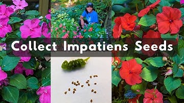 How To Collect Impatiens Seeds 🌱 Harvest Store Save
