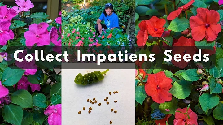 Maximize Your Flower Garden: Learn How to Collect Impatiens Seeds