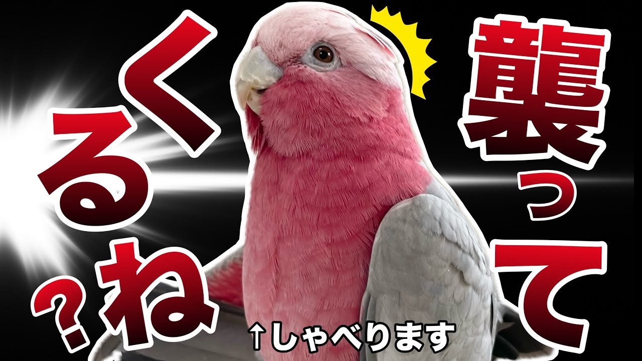 【喋る鳥】突然怖いことをしゃべって空気を凍らせるオウムがこちらですww【モモイロインコ】