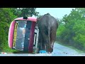 Heartbreaking encounter  wild elephant attack bus in wild road