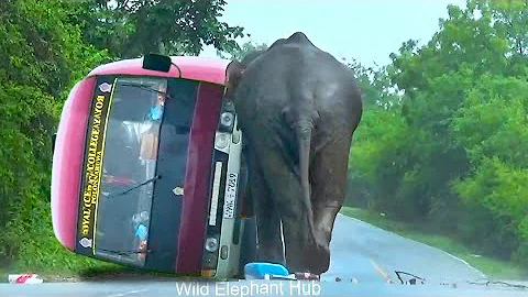 Heartbreaking Encounter - Wild Elephant Attack BUS In Wild Road