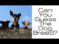 Name the Dog breed Quiz | Can you guess the dog silhouette