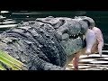 Crocodiles & Alligators Gobble up Thanksgiving Dinner!