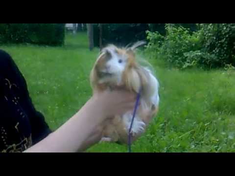 Wendy the Guinea Pig.....Eating Dandelion leaves...