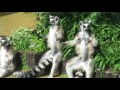 Sunbathing Ring-tailed Lemur Family @itozu-zoo Kitakyushu Japan②